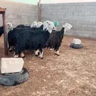 الببييع غنم نجد كفو تخت الفحول والعلم بيد الله عددهم 8
