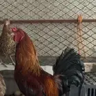 ديك بلدي