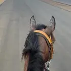 خيل بوني عمر سنتين