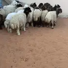 22 رخل نعيمي وحرية طيبه