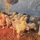 للبيع صوص براهما كولمبي