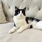 قطط للتبني
