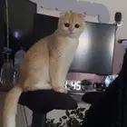 قط سكوتش فولد
