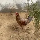 دجاج بلدي للبيع