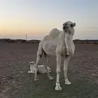 ناقه خلفه وضحا