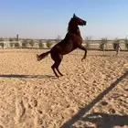 فرس شعبية خط جزيري