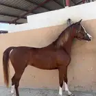 تدريب ركوب الخيل