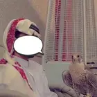 الصقور