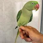 للبيع طائر ببغاء دره نيبالي حجم جامبو