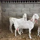 معزا والدمعها توم