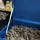 عود تايقر كمبودي