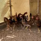 فرخ فرنسي ماكنتوش