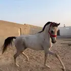 حصان شعبي صافي  .
