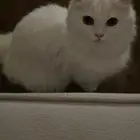 قطه للبيع مع أغراضها