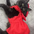 قطه للتبني