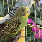 5 ازواج بادجي موضحه في الصوره