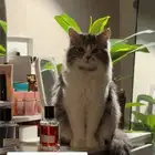 قطو ضايع
