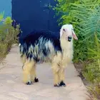 خروف نجدي جذع للبيع