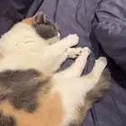 قطه مفقوده
