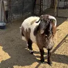 ذبيحه طلي نعيمي