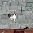 ديك أبيض للبيع