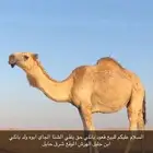 قعود باتلي