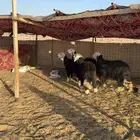 رخال نجدي