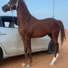 مهر شيخ للبيع