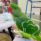 درة نيبالي للبيع
