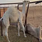 قعود عمره 5 شهور على الحليب