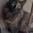 قطط لتبني