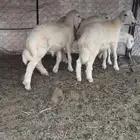 طليان