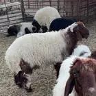 طلي صنف فاااخر