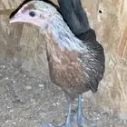 بشاير عربي شوكي
