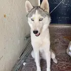 هاسكي لل بيع المستعجل