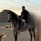 حصان بي ورق.