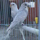 جوز بادجي طفره ( لأهل النوادر ) ( تم البيع )