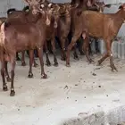 معزا دهم جذعات وثنايا ( تم البيع )