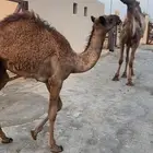نياق خلفه ولقحه وضريبه