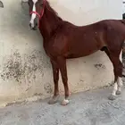 حصان طرب شعبي