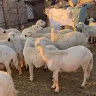 ضان ومعزاء للبيع