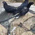جوز حمام قلابي