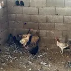 دجاج باكستاني و بلدي للبيع