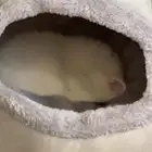 قط انثى ابيض العمر شهرين