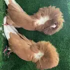 زوج جاكوبين اصفر توب