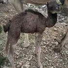 حوار ضيار