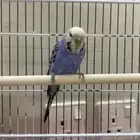 عصفور أليف جدا صوته جميل