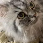 للتبني قطه شيرازي بيور