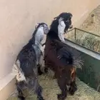 معزا و تيس و عناق