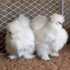 للبيع دجاج قطني امريكي بشاير